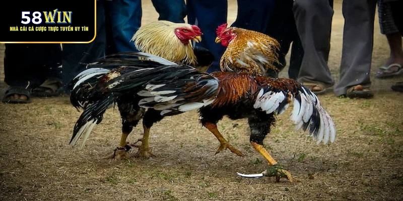 Kinh nghiệm chọn kèo đá gà cựa dao hiệu quả