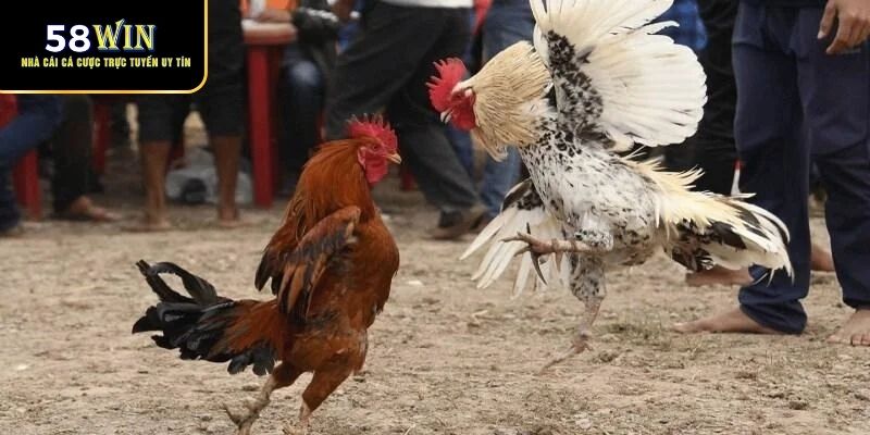 Luật thi đấu và quy tắc cá cược đá gà cựa dao tại 58Win