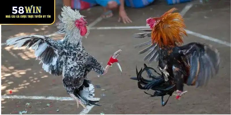 Sơ lược về đá gà cựa dao